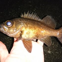 メバリングシーズンですよ